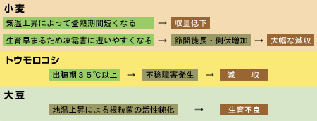 小麦、トウモロコシ、大豆が受ける影響