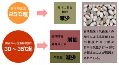 気温上昇による水稲への影響（図）
