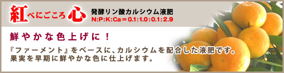 「紅心」は、「ファーメント」をベースにカルシウムを配合した液肥です。果実を早期に色鮮やかに仕上げます