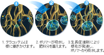 1.テラコッテムは根に働きかけます。2.ポリマーが吸水し肥料分を蓄えます。3.生長促進剤により根毛が発達し、ポリマーから吸水します。